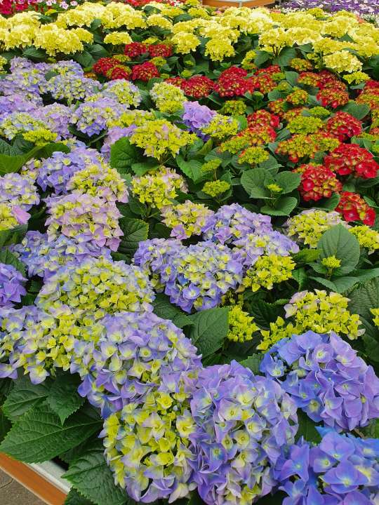 Beeker tuincentrum Heerlen
