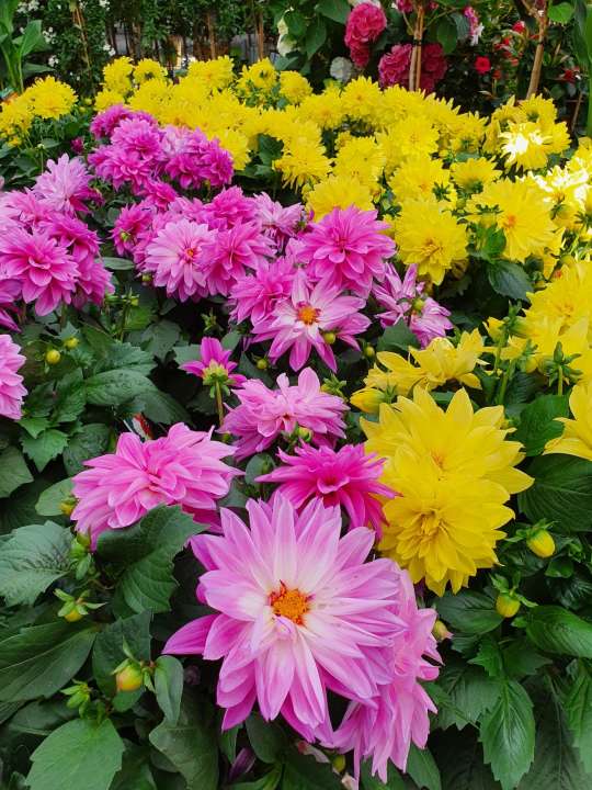 Beeker tuincentrum Heerlen