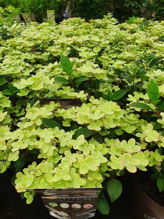 Beeker tuincentrum Heerlen