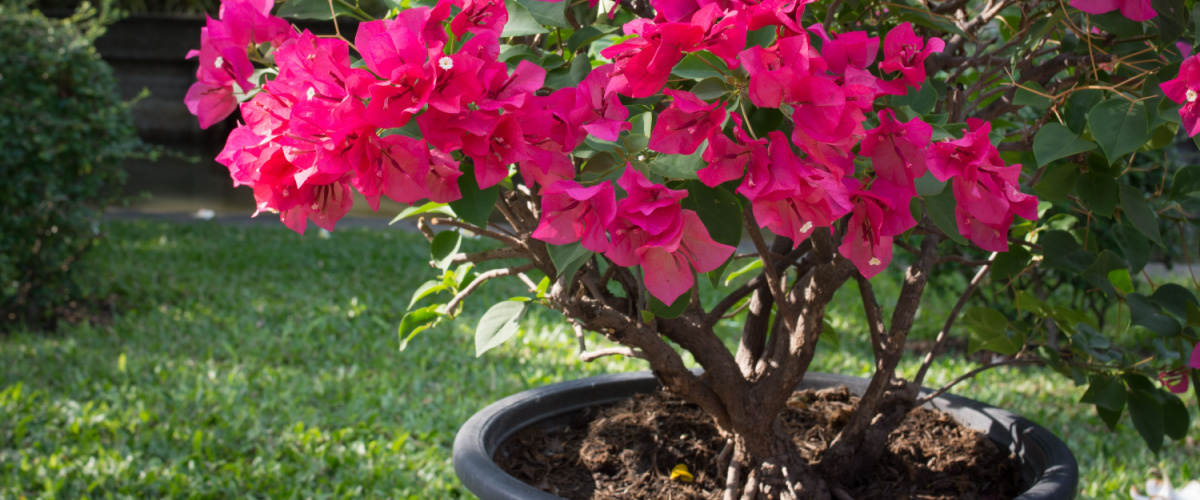 Bougainvillea - Beeker Tuincentrum