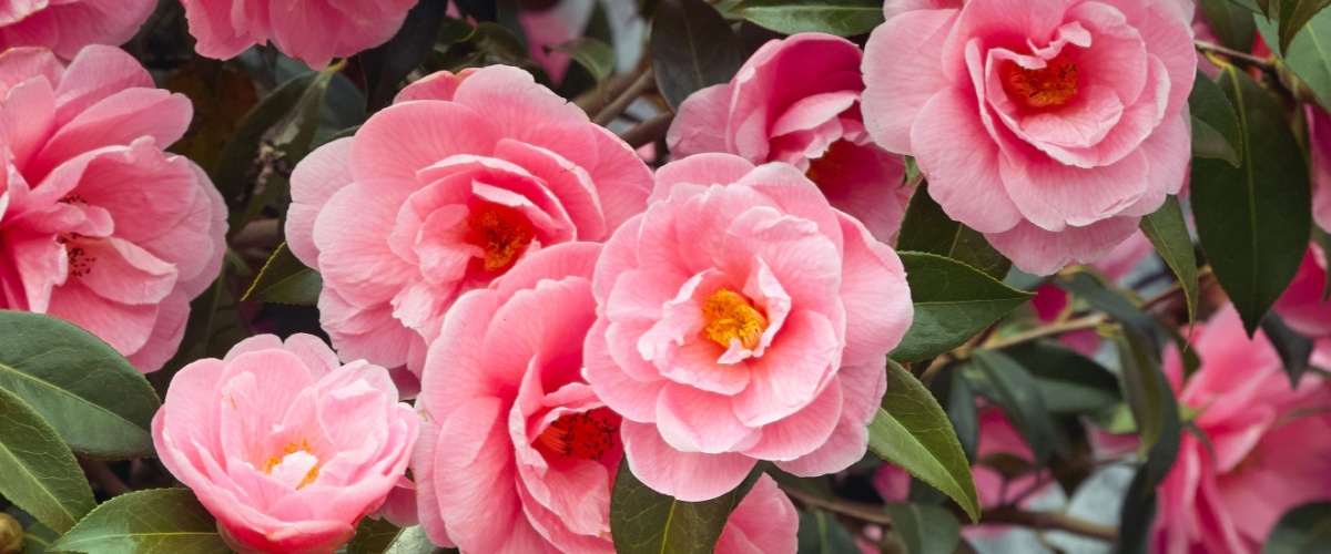 Camellia (Camellia japonica)