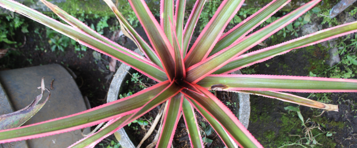 Cordyline - Beeker Tuincentrum