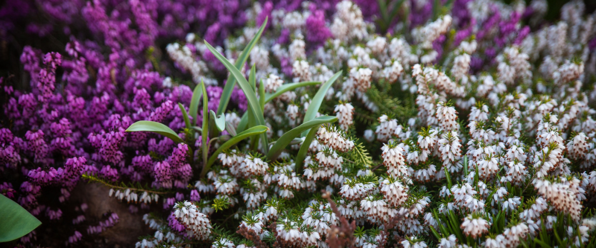 Erica carnea