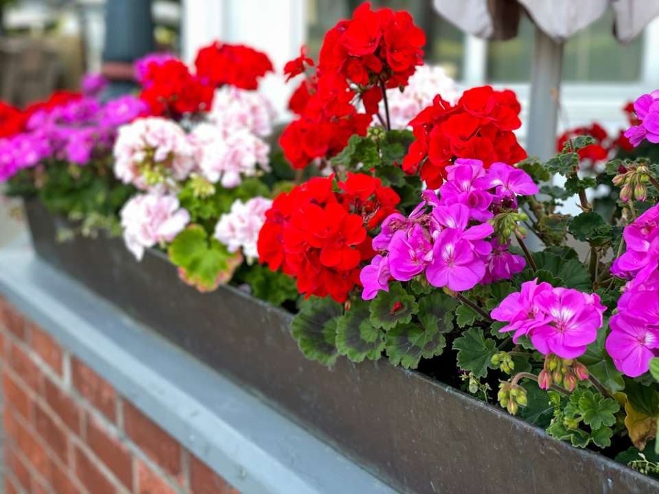 Staande geraniums