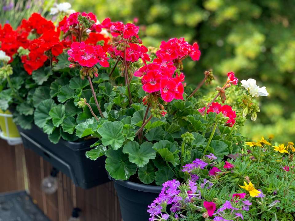 Staande Geraniums