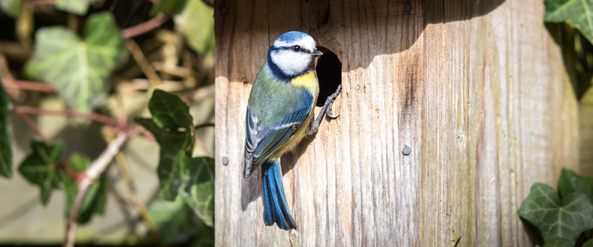 Help dieren de winter door met vogelhuisjes - Beeker