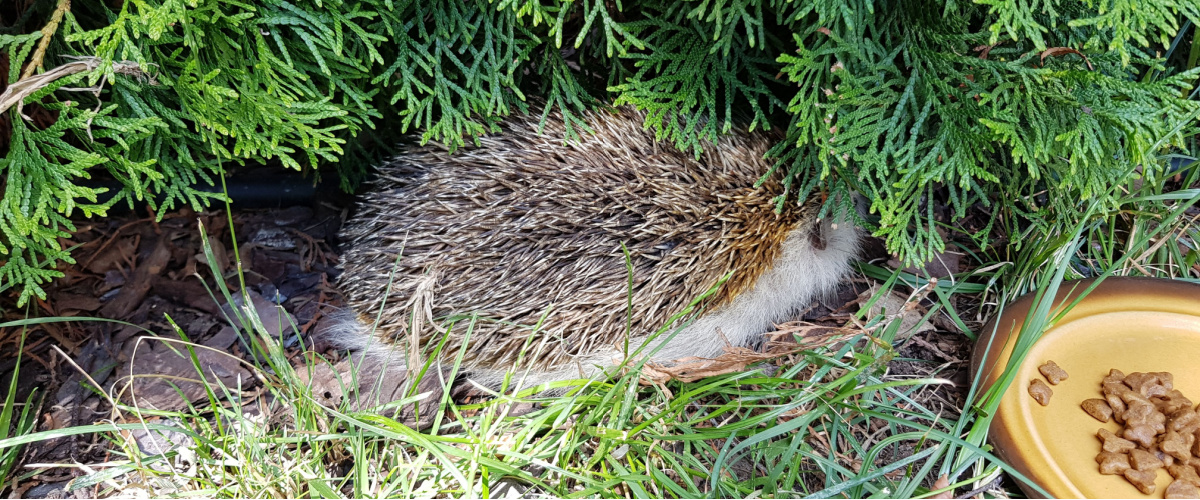 Help egels in de winter - Beeker