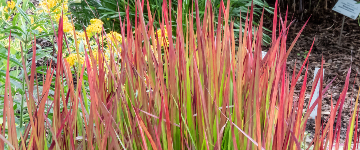 Imperata cylindrica 'Red Baron' - Beeker