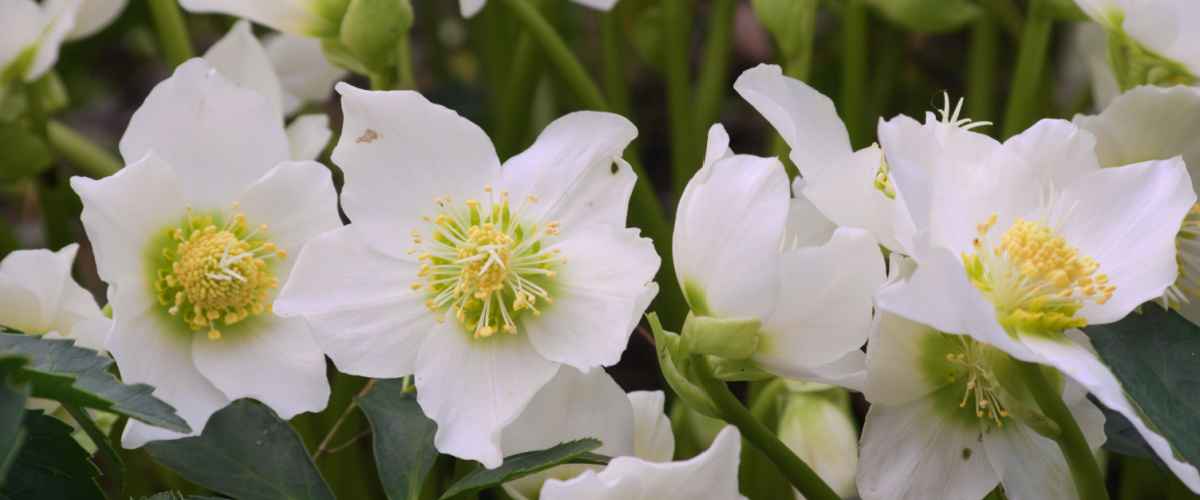 Kerstroos (Helleborus niger) 