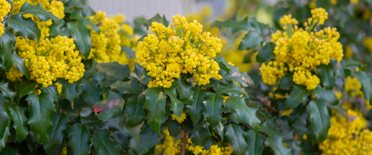 Mahonia (Mahonia aquifolium) 