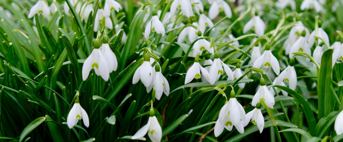 Sneeuwklokje (Galanthus nivalis)