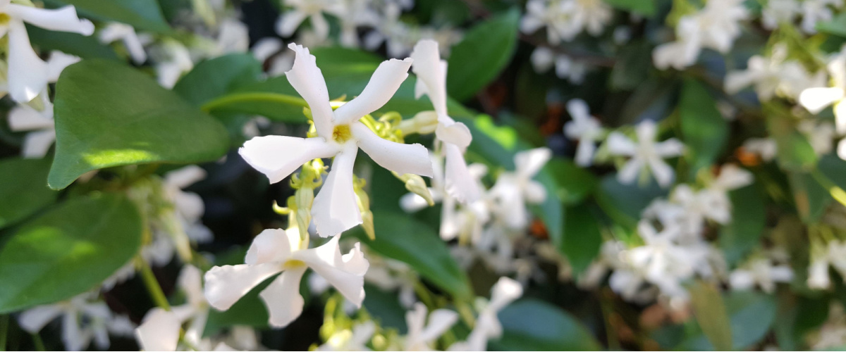 Toscaanse Jasmijn (Trachelospermum asiaticum)