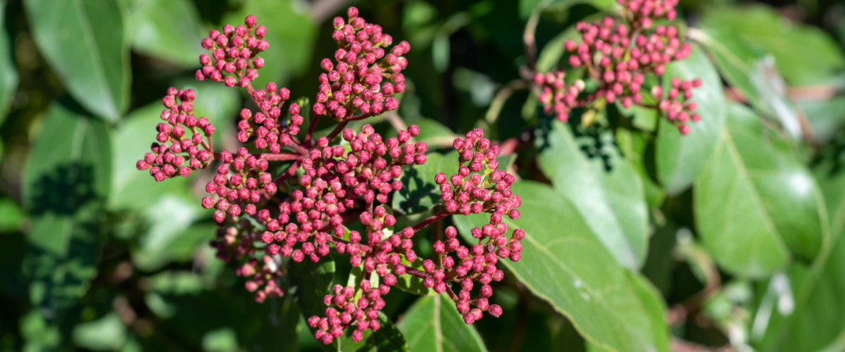 Viburnum (Viburnum tinus) 