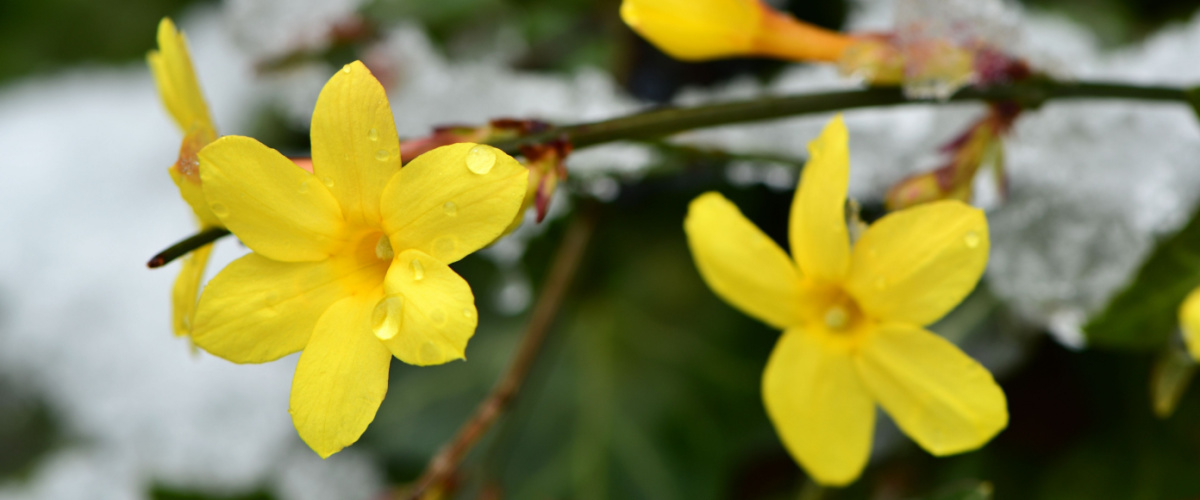 Winterjasmijn (Jasminum nudiflorum)