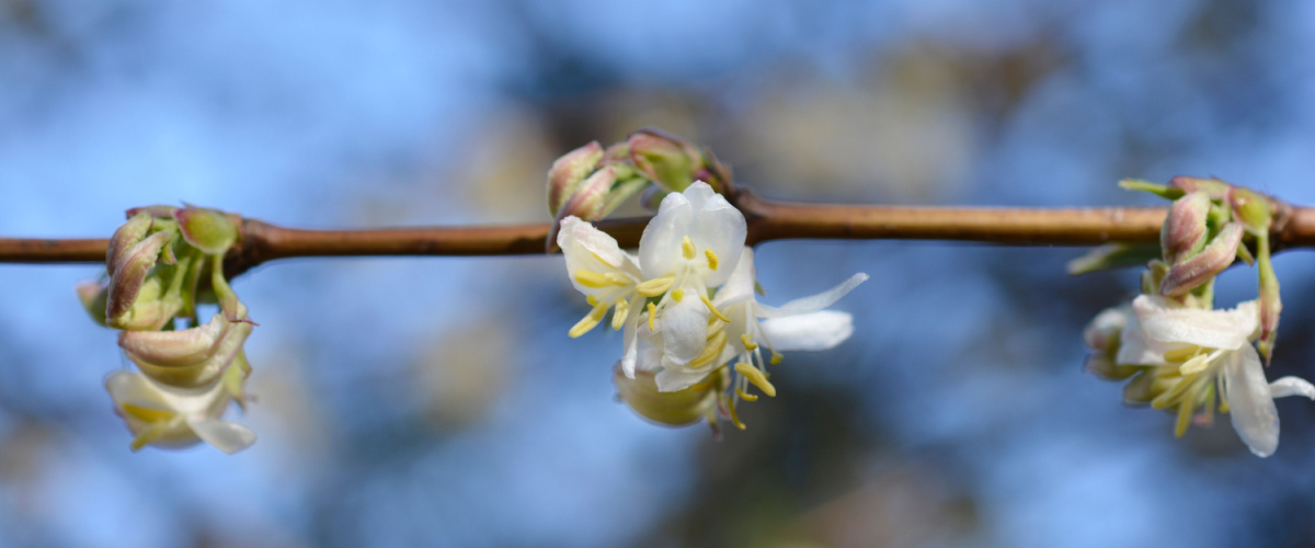 Winterkamperfoelie (Lonicera fragrantissima)