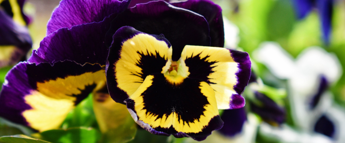 Winterviolen (Viola x wittrockiana) 