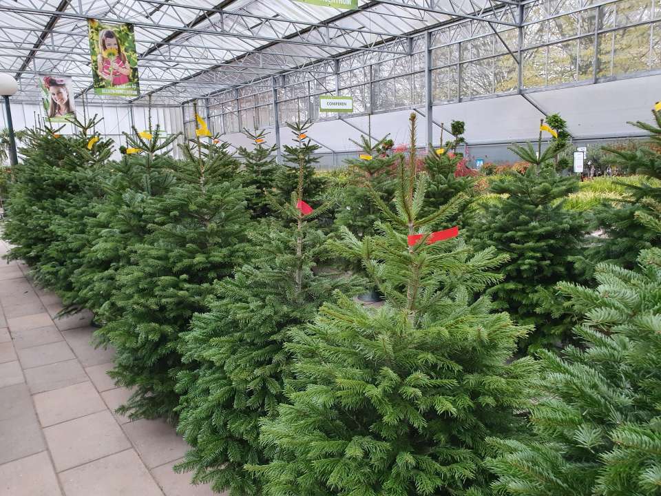 gokken verwennen Prestatie Kerstboom kopen | Kom langs bij Beeker Tuincentrum - Beeker Tuincentrum