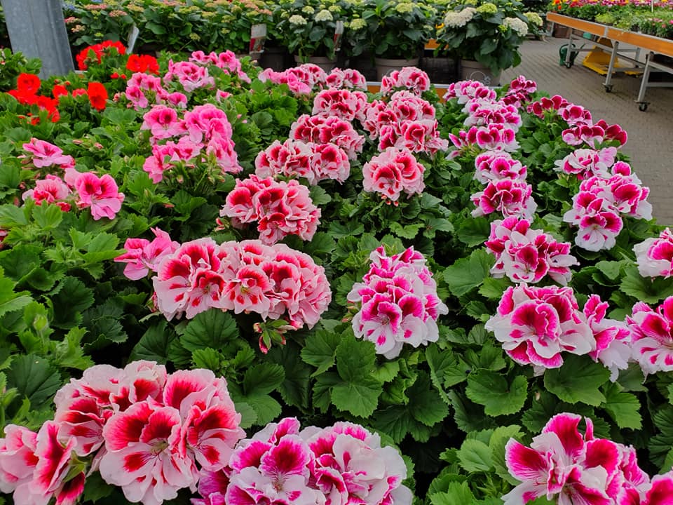 Tuinplanten in Limburg koopt u bij Beeker Tuincentrum