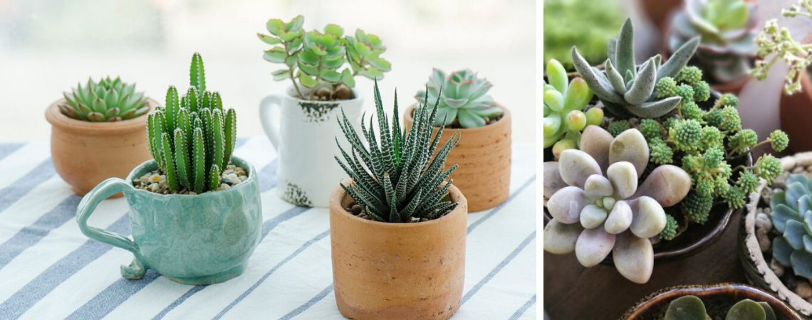 Cactussen en vetplanten Beeker Tuincentrum