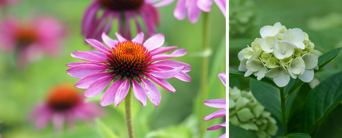 Echinacea en hortensia