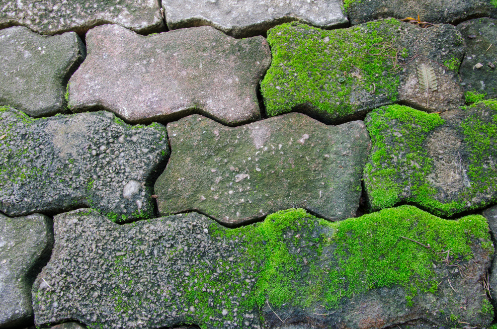 Groene aanslag - Beeker Tuincentrum