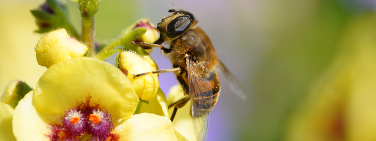 Inheemse planten - Beeker tuincentrum