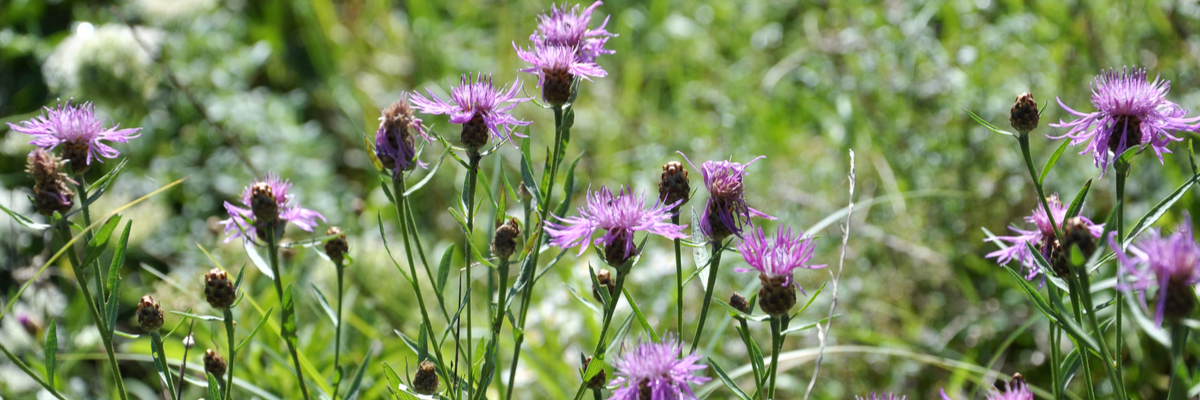 Inheemse planten - Beeker tuincentrum