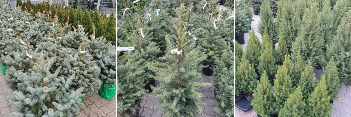 Kerstbomen - Beeker