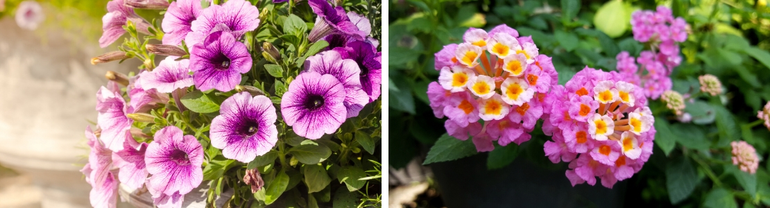 petunia en lantana