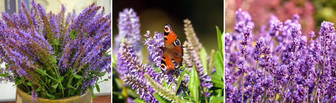 Vaste zomerbloeiers - Beeker Tuincentrum