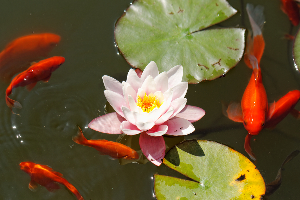 Vijvervissen koopt u bij Beeker Tuincentrum in Limburg; dé vijverspecialist Vijvervissen koopt u bij Beeker Tuincentrum in Limburg; dé vijverspecialist