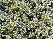 Buxus in de winter Buxus in de winter