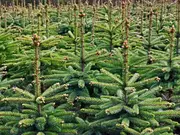 Kerstbomen