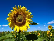 Zomerbloemen Zomerbloemen