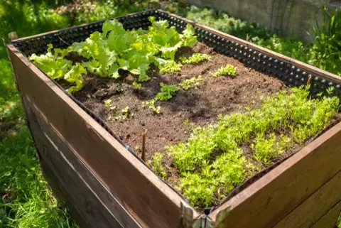 Begin een moestuin(bak)