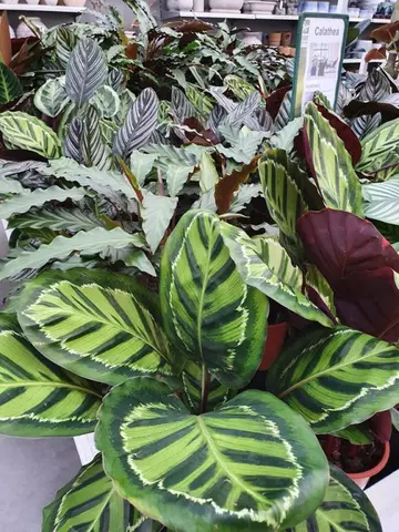 Favoriete kamerplant: Calathea