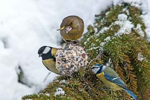 Help dieren de winter door