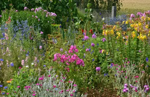 Inheemse planten