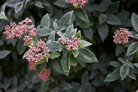 Nu doen: meer wintergroen!