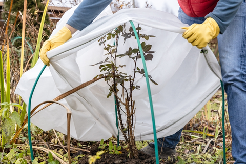 Planten beschermen tegen vorst