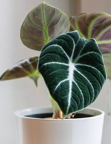 Trendy kamerplant: Alocasia