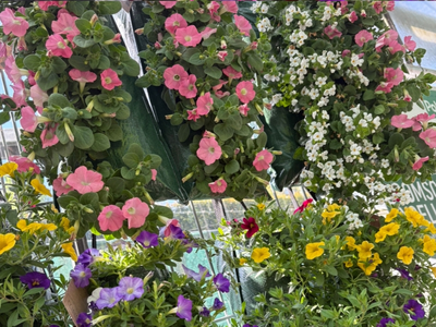 Tuinplanten