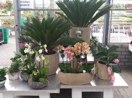 Arrangement kamerplanten | Beeker Tuincentrum