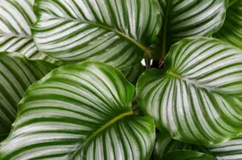 Groene Kamerplanten | Beeker Tuincentrum