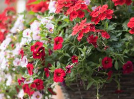 Hanging basket