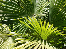 Mediterrane planten